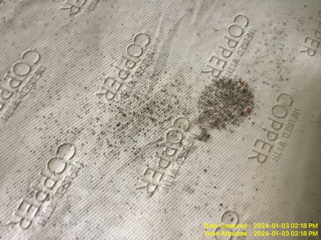 mold growth from recent water damage in Bensalem PA 19020 home