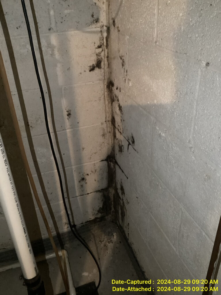 Black mold from secondary damage in a basement in Southampton, Pennsylvania